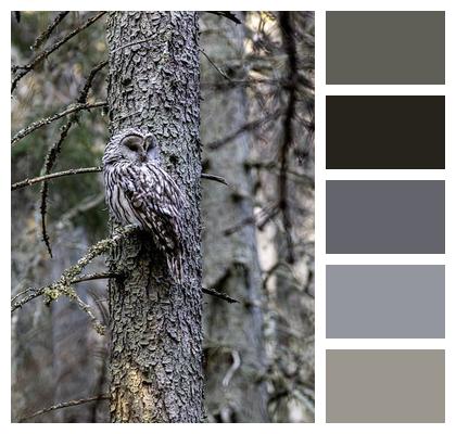 Bird Ural Owl Animal Image